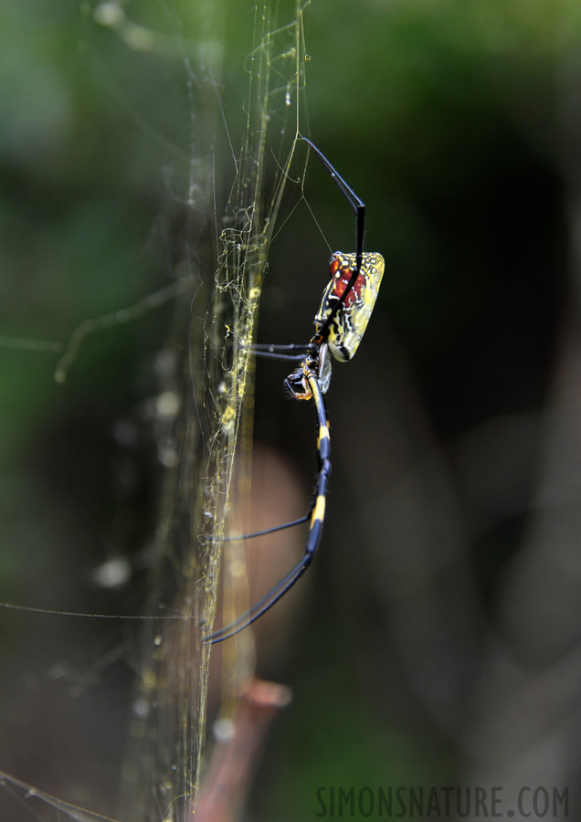 Trichonephila clavata [122 mm, 1/200 sec at f / 6.3, ISO 1000]